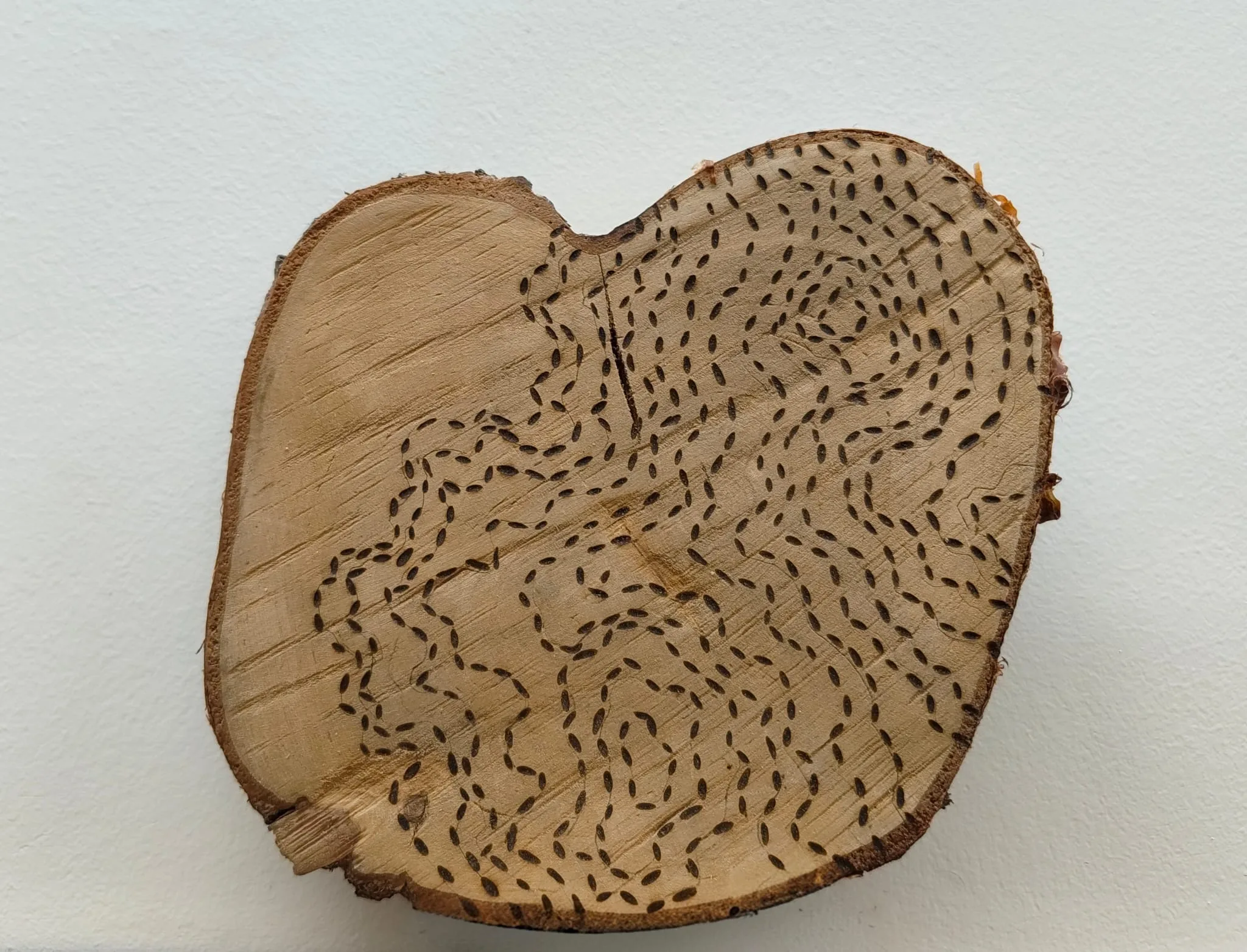 Untitled — topographic lines burnt into a bark-edged wood slice